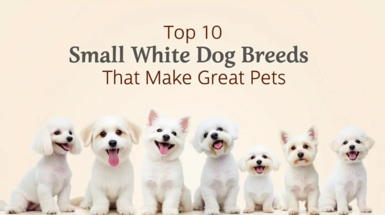 small white dog breeds​